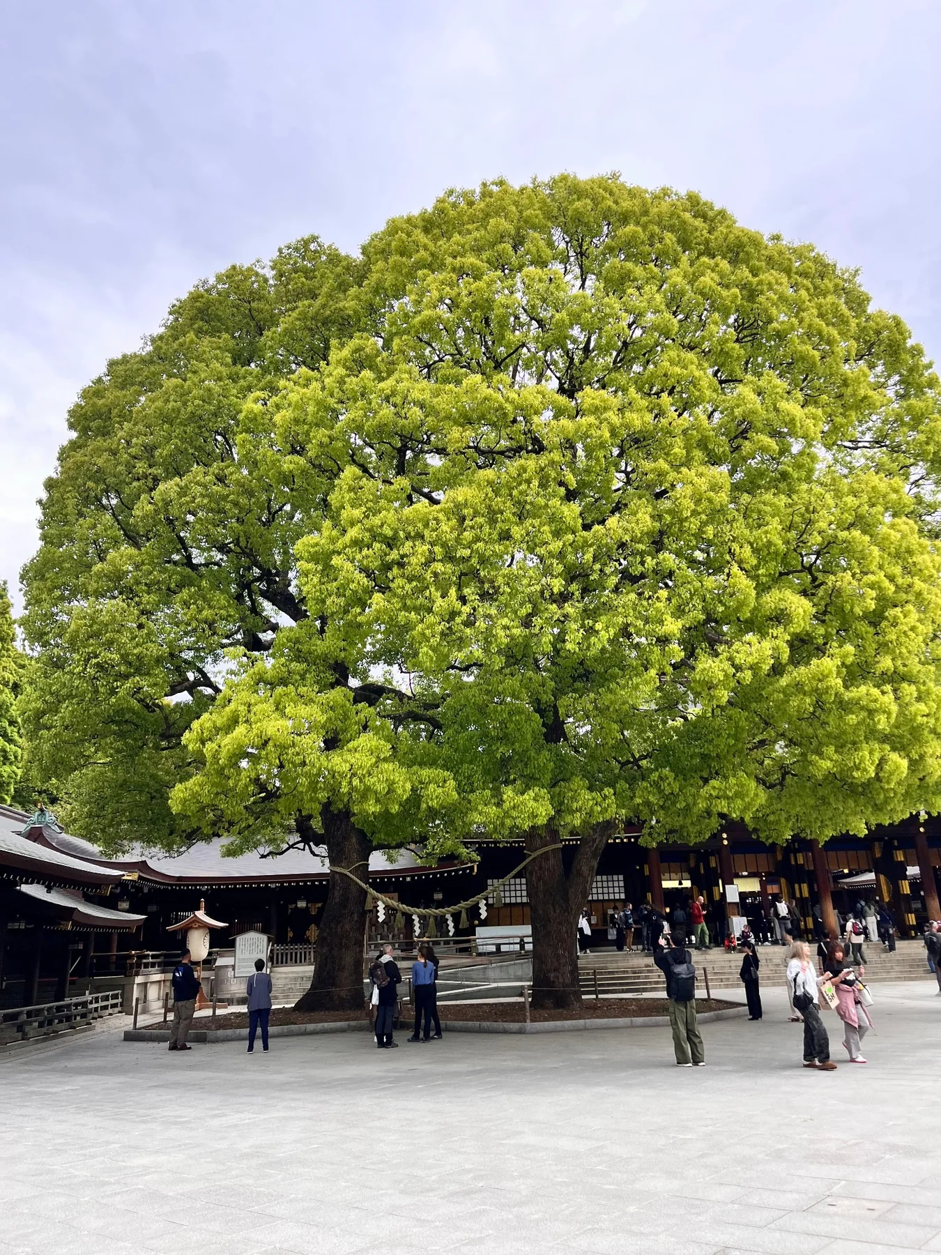 Japón Verde